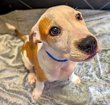 Photo of Sterling-Adorable guy!