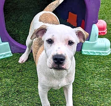 Photo of Stout-Great Pup!