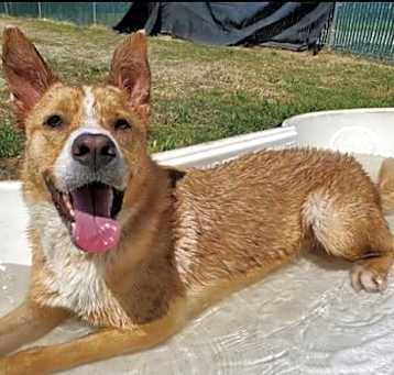 Photo of Scooper