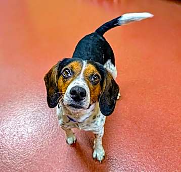 Photo of Romeo