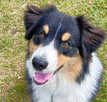 Photo of Whiskey - ECAS