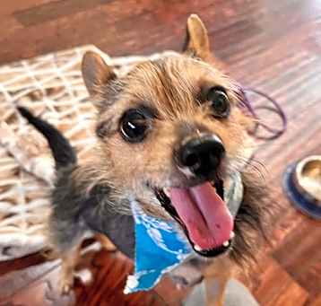 Photo of Toto the Tripod