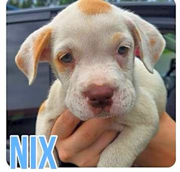 Photo of Nix