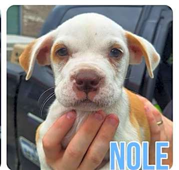 Photo of Nole