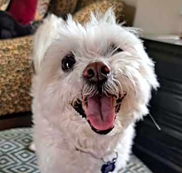 Photo of Mr Paws