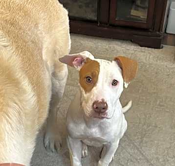 Photo of Patches (Green)