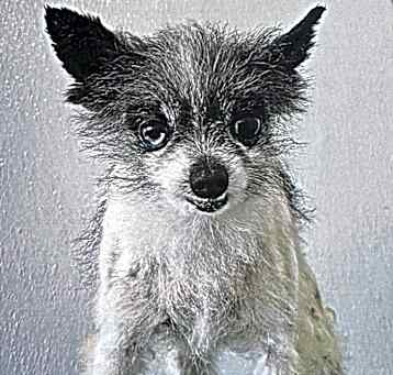 Photo of Nano