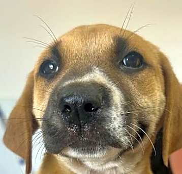Photo of Baby Banana