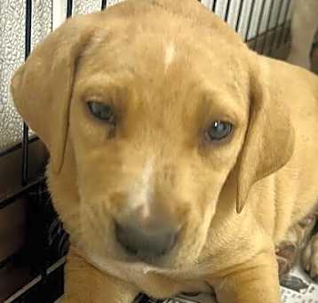 Photo of Baby Vanilla