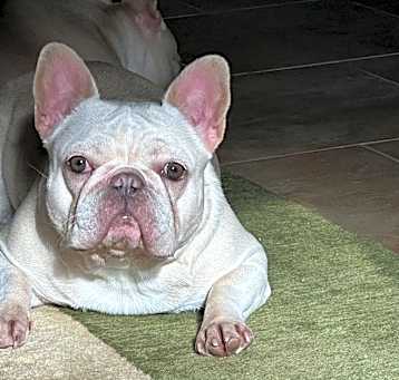 Photo of Angel