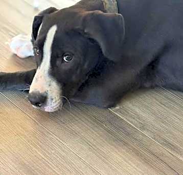 Photo of Tux available 5/16