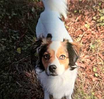 Photo of Buddy