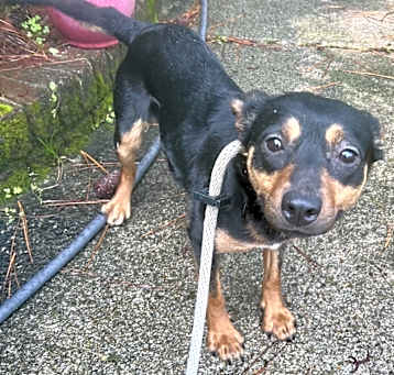 Photo of AAD Upcoming Arrival!  Meet Tippie - 25114