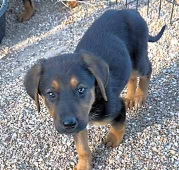 Photo of Sweet Jubilee
