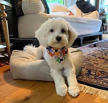 Photo of Mr. Darcy