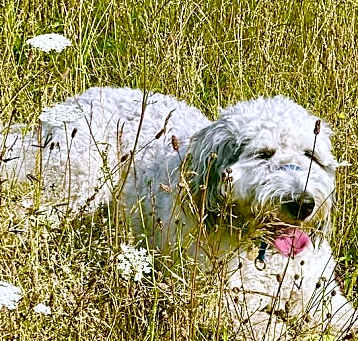 Photo of Clover