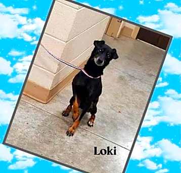 Photo of Loki