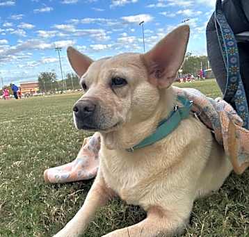 Photo of Lemon Loaf