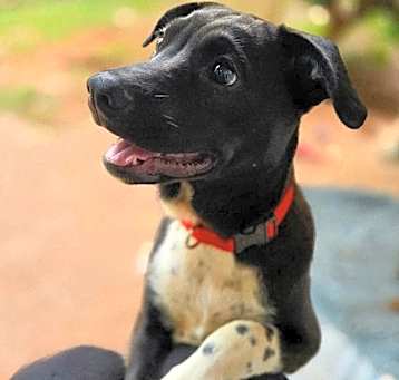 Photo of Dexter