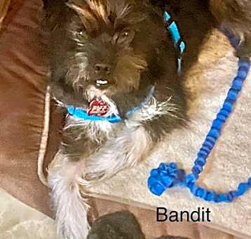 Photo of Bandit #8
