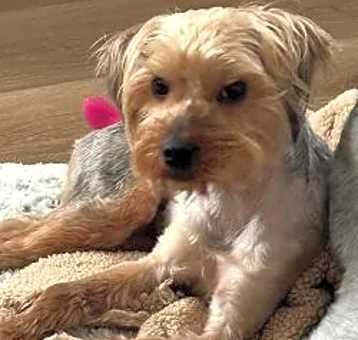 Photo of Rocco