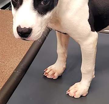 Photo of Onyx