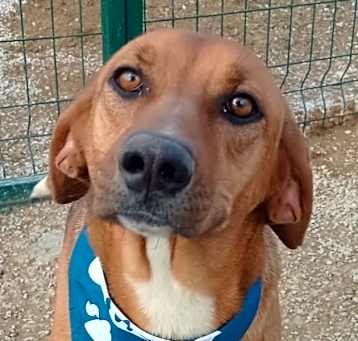 Photo of NOVA (Turkey) kt - Tripaw