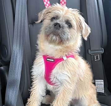 Photo of Ivy