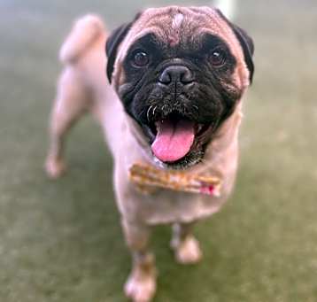 Photo of Muggsy Dogues *special needs*