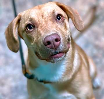 Photo of Boomer