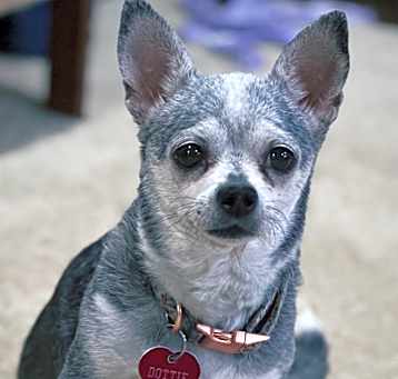 Photo of Dottie