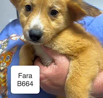 Photo of FARA B664