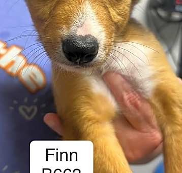 Photo of FINN B663