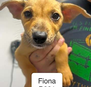 Photo of FIONA B661