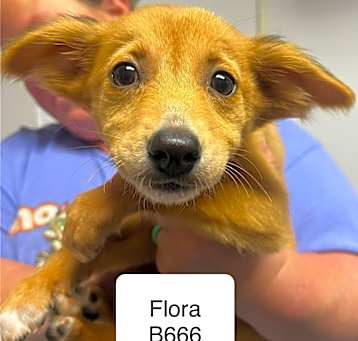 Photo of FLORA B666