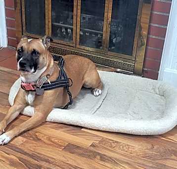 Photo of Bella