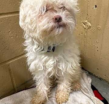Photo of Fudge