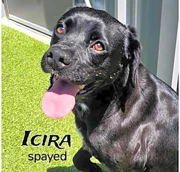 Photo of Icira