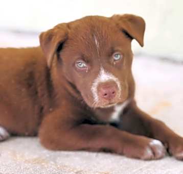 Photo of Nala