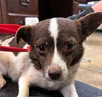 Photo of Arlo