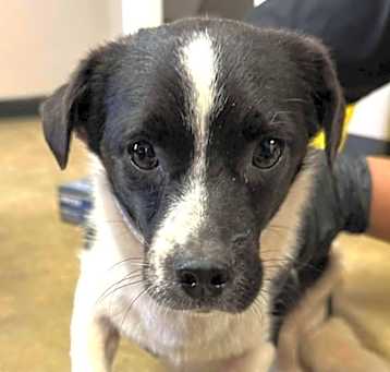 Photo of Archie