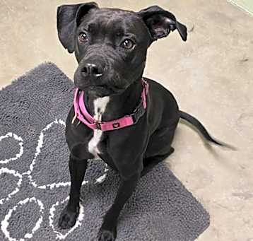 Photo of Watson