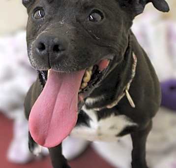 Photo of Willow