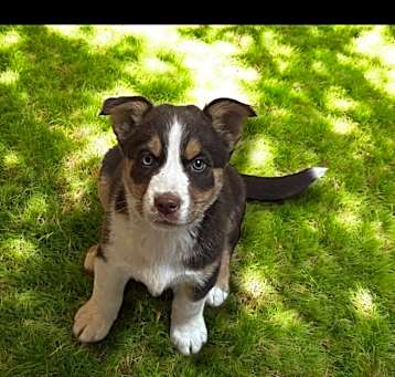 Photo of Balto