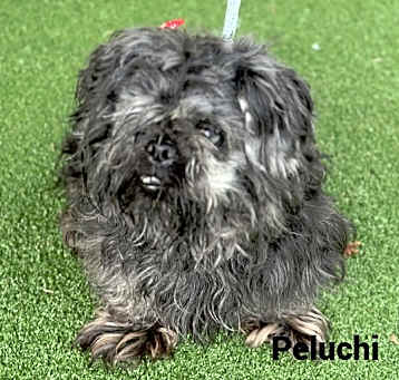 Photo of PELUCHI