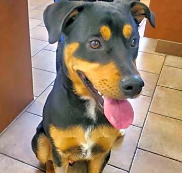 Photo of RUFUS