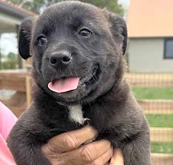 Photo of Jurassic Park Pups - Echo