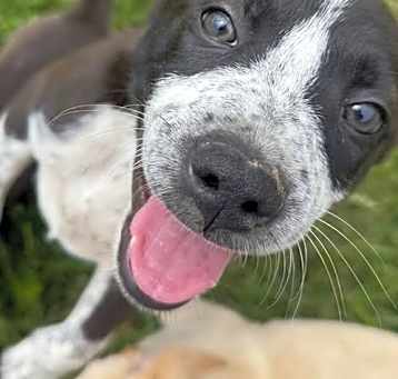Photo of Jurassic Park Pups - Blue