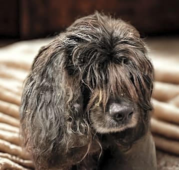 Photo of Scrunchy