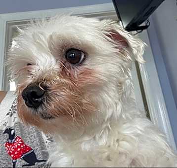 Photo of Petey